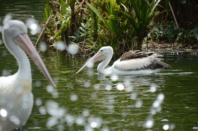 Swan swimming in lake