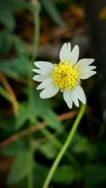 Close-up of white flower