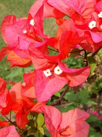 Close-up of pink flowers