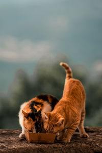 Cats in the mountains