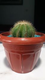 Close-up of potted plant on table