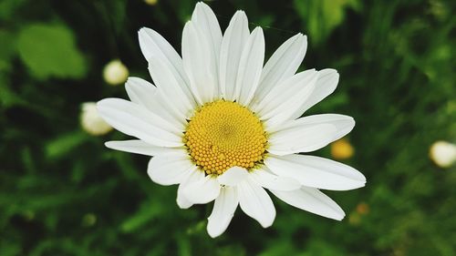 Close-up of white flower blooming outdoors