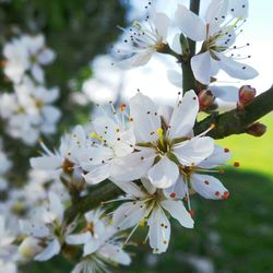 Close-up of white flowers blooming on tree