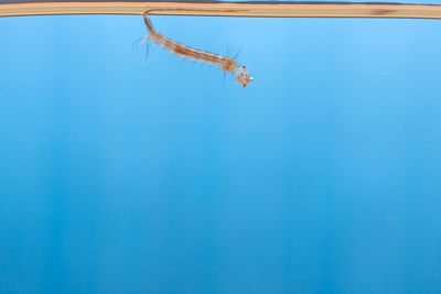 Close-up of fish underwater