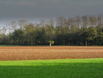 Scenic view of field against sky