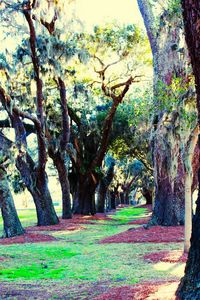 Trees on landscape