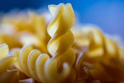 Close-up of yellow flowering plant