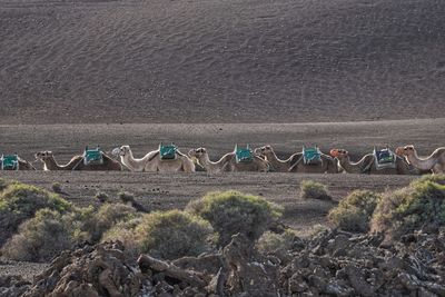 There are several ways to lanzarote experience, what i will remember for a long time is in camel.