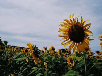 Close-up of sunflower blooming on field against sky