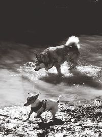 Dog on the ground