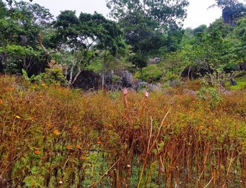 Plants and trees against sky