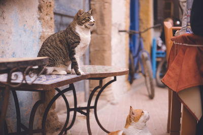 Cat sitting on table