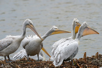 View of birds on beach