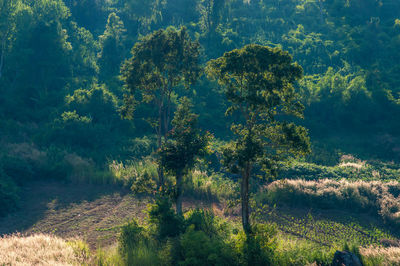 Trees in forest