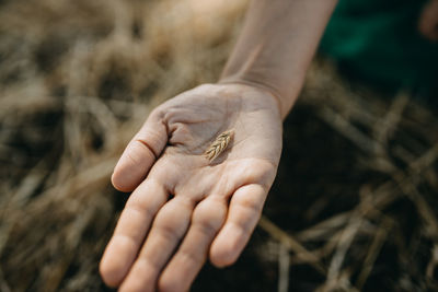 Close-up of hand holding wheat