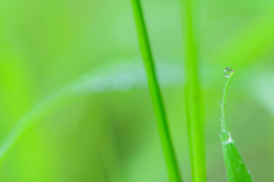 Close-up of grass