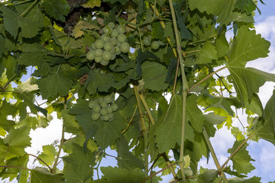 Low angle view of fruits hanging on tree