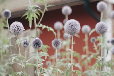 Close-up of wildflowers growing outdoors