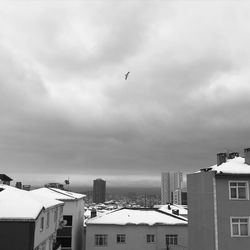 Birds flying over buildings in city