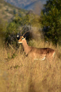 Impala buck standing on field looking out for danger, mountains and bushes in the background.