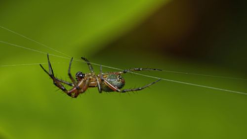 Close-up of spider on web