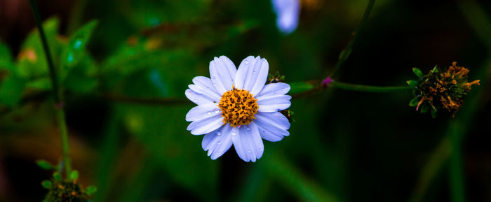 Close-up of flower blooming outdoors