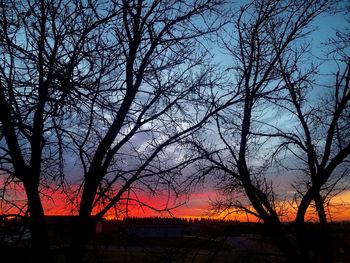 Silhouette trees against sky at night