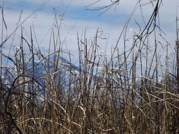 Scenic view of grass against sky