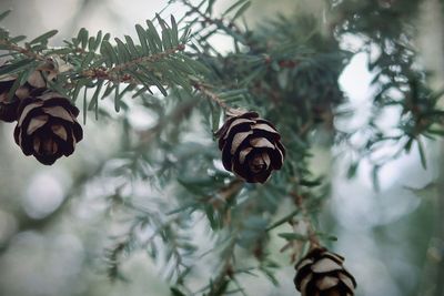 Baby pine cones