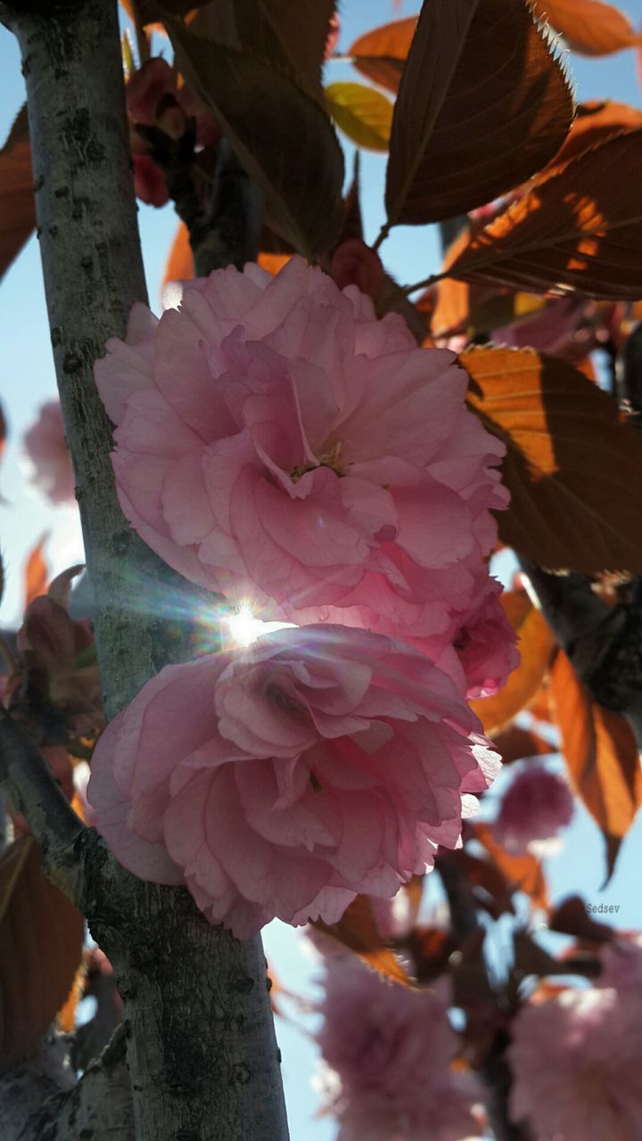 flower, nature, growth, beauty in nature, sunlight, petal, focus on foreground, day, outdoors, fragility, pink color, close-up, plant, freshness, no people, water, flower head