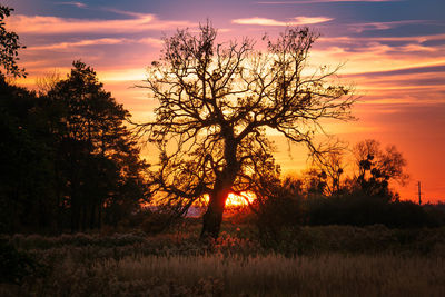 Silhouette trees on field against sky during sunset