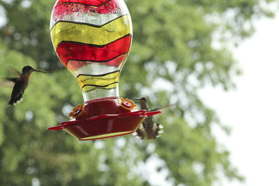Close-up of red bird flying