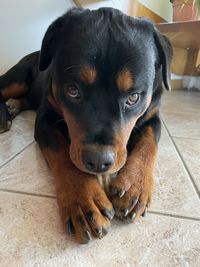 Close-up portrait of a dog