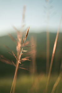 Close-up of stalks in field against sky