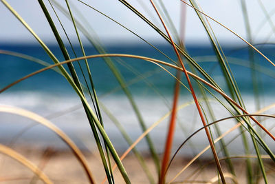 Close-up of grass against sky