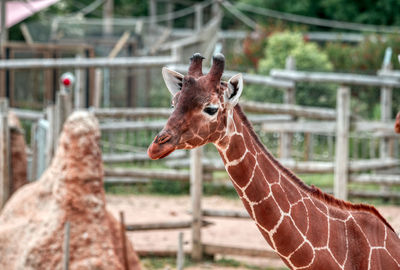 One of the giraffes of the wild place project