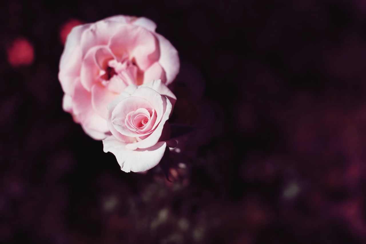 CLOSE-UP OF PINK ROSE FLOWER