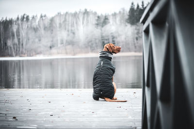 Rear view of dog sitting by lake during winter