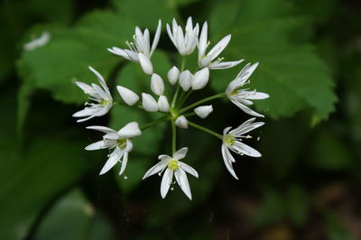 Close-up of white flowering plant