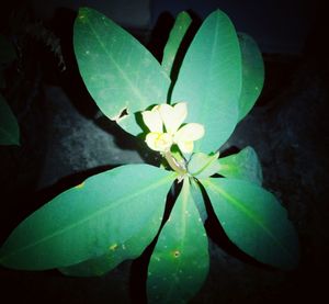 Close-up of yellow flowers blooming outdoors