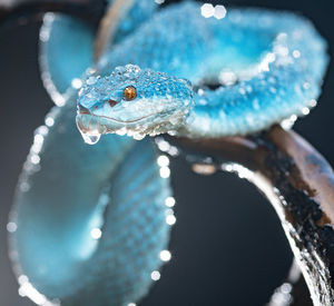 Close-up of fish swimming in sea