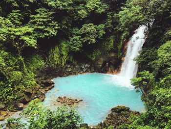 Scenic view of waterfall in forest