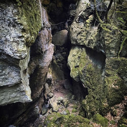 Close-up of rocks in forest