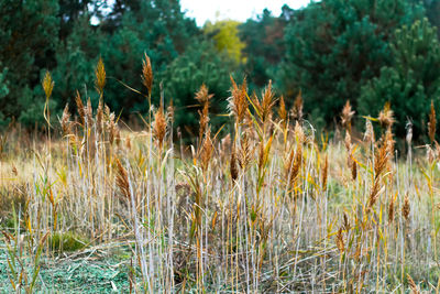 Close-up of grass on field