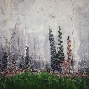 Close-up of plants against trees