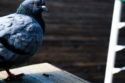 Close-up of bird perching on wood