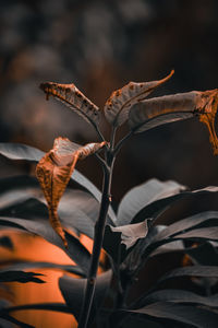 Close-up of dried plant