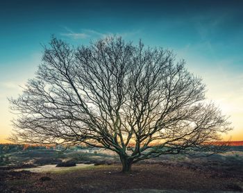 Silhouette bare tree on field against sky at sunset