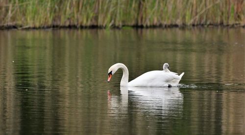 Swans swimming in lake