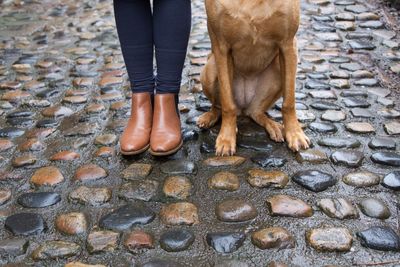 Low section of woman standing with dog